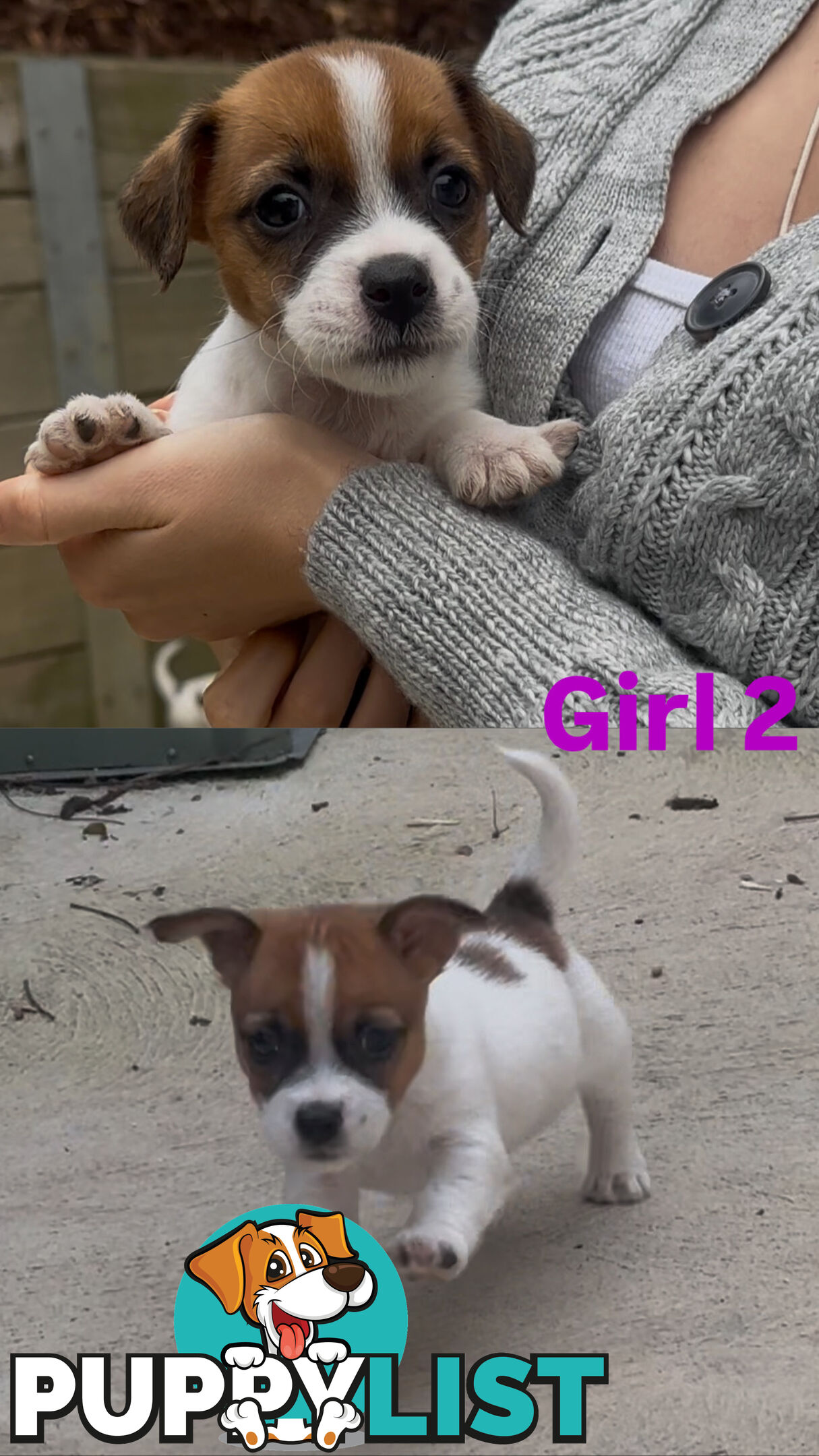 Jack Russell Puppies Purebred