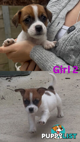Jack Russell Puppies Purebred
