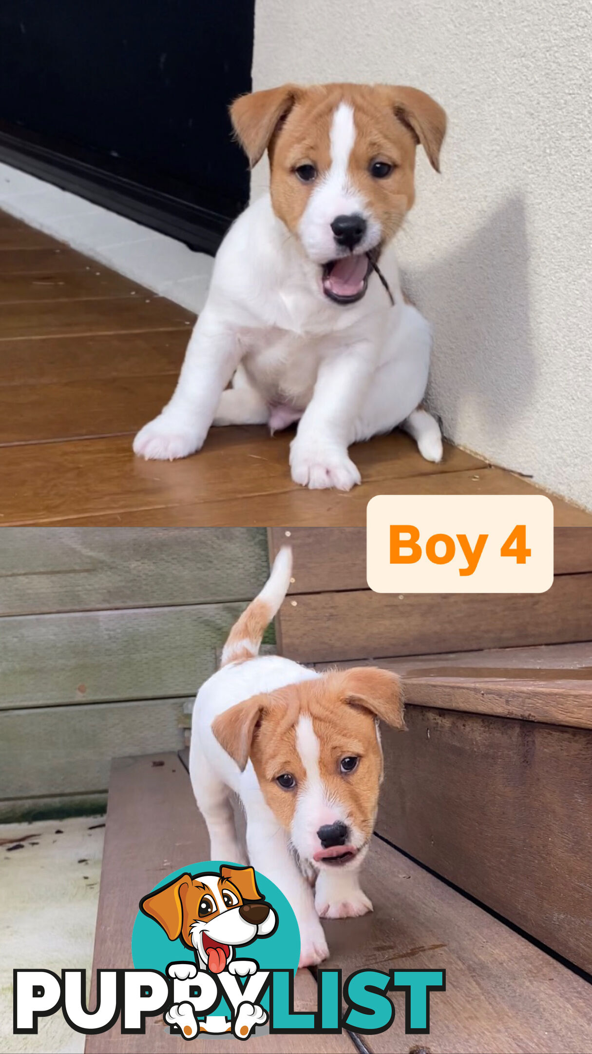 Jack Russell Puppies