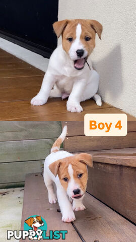 Jack Russell Puppies