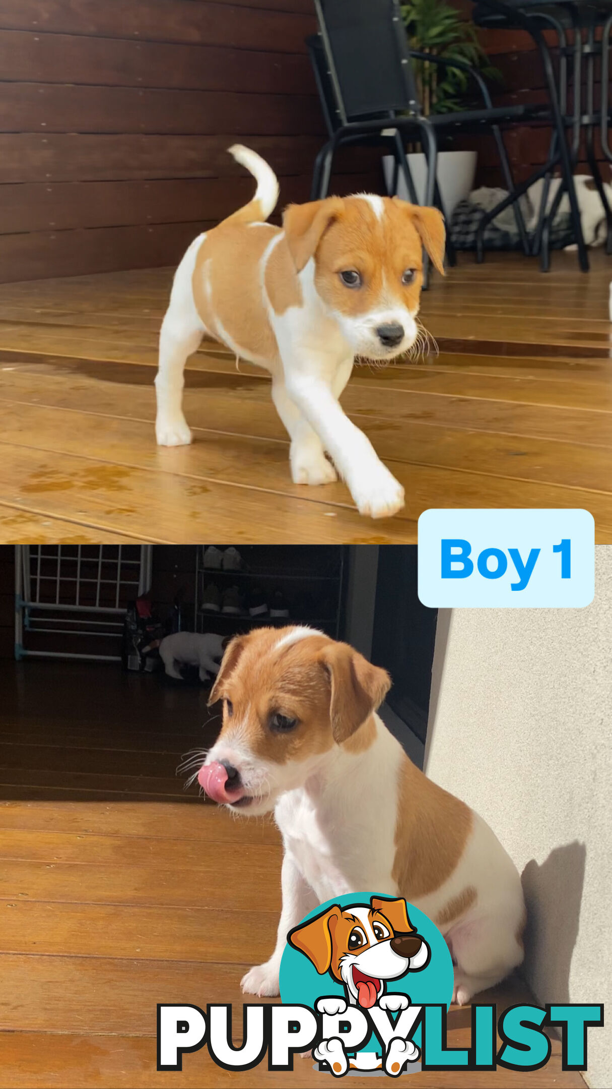 Jack Russell Puppies