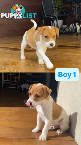 Jack Russell Puppies
