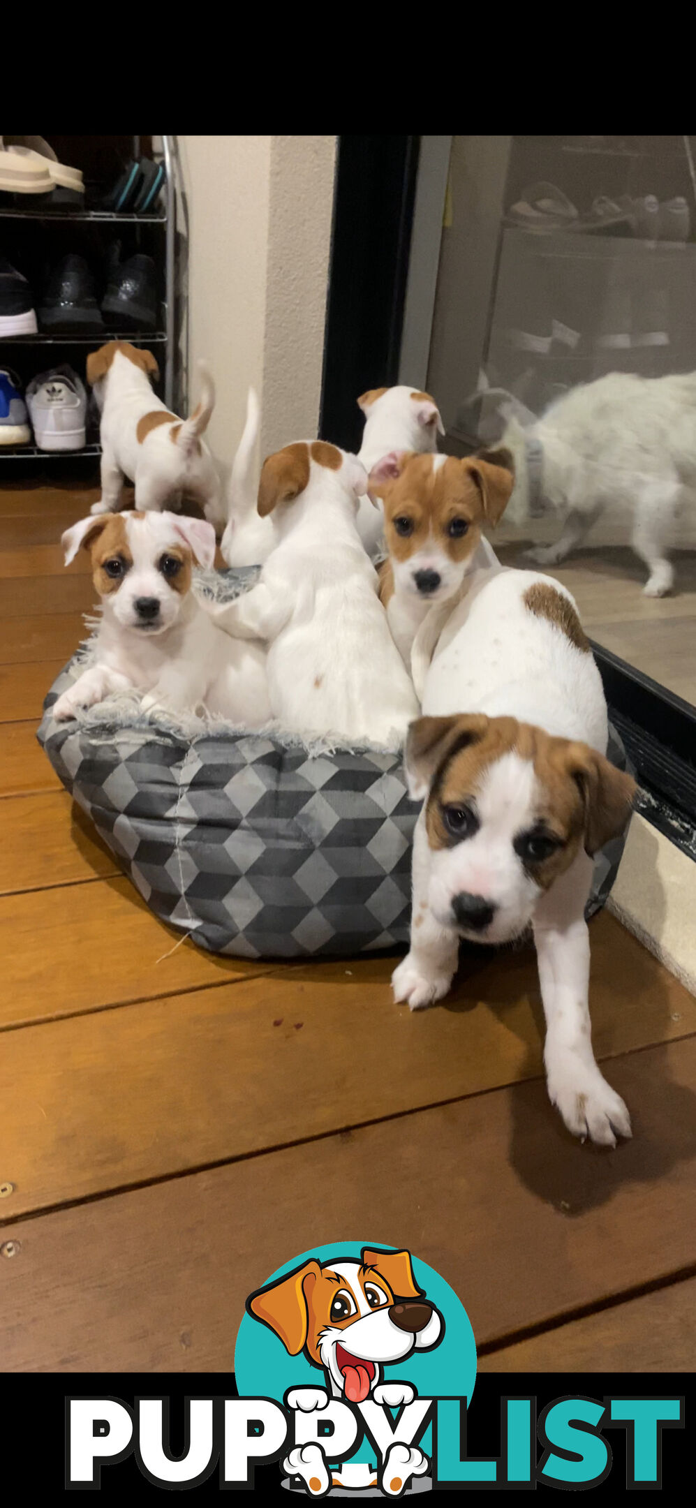 Jack Russell Puppies