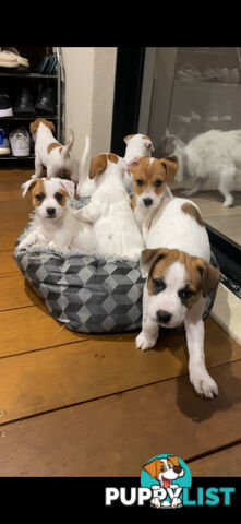 Jack Russell Puppies