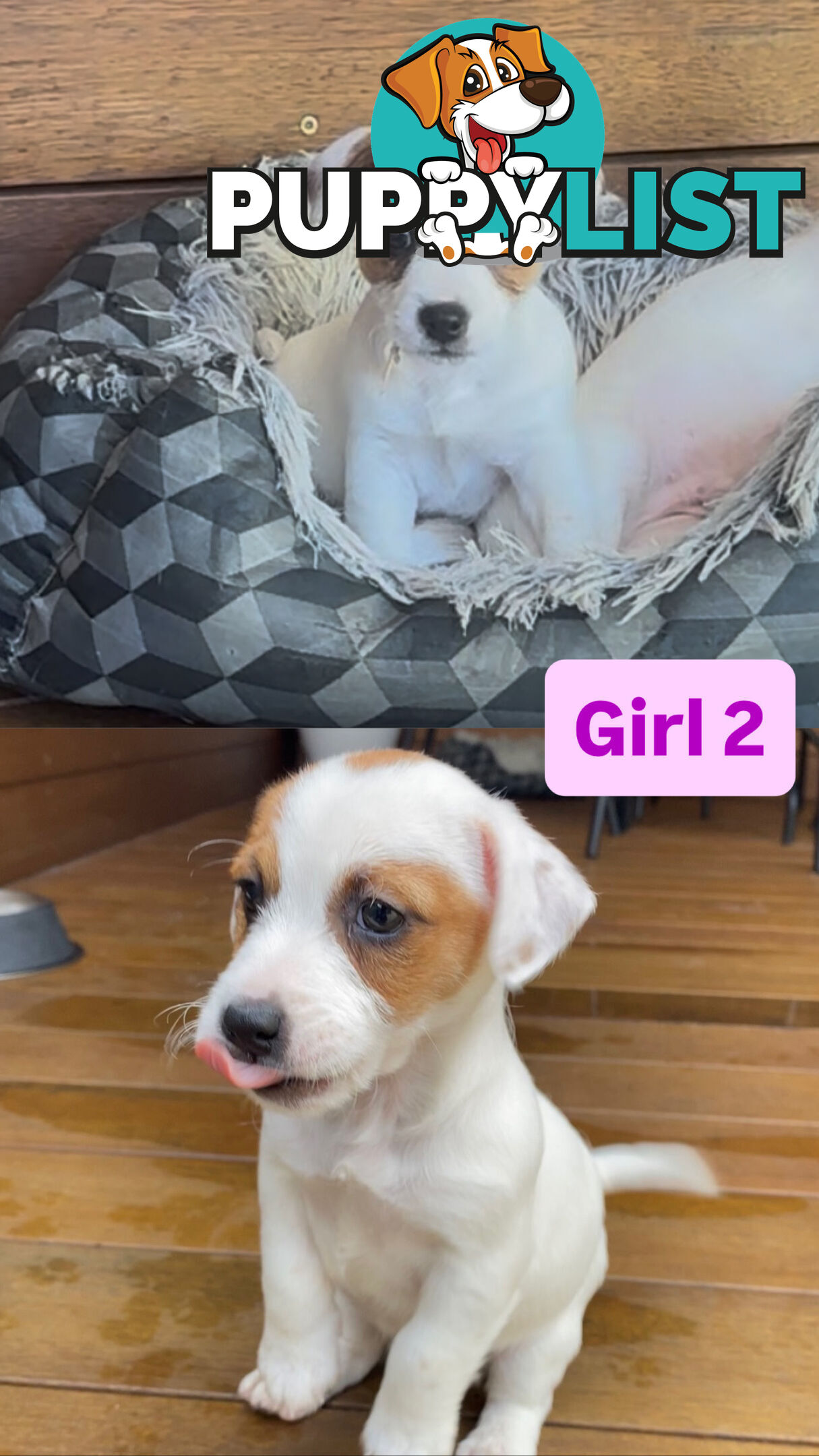 Jack Russell Puppies