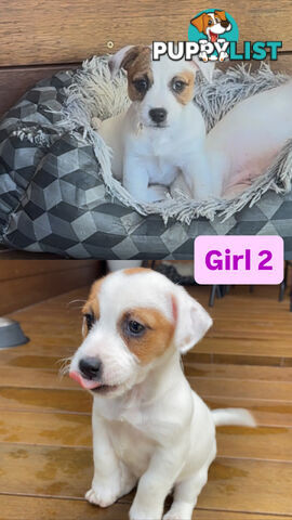 Jack Russell Puppies