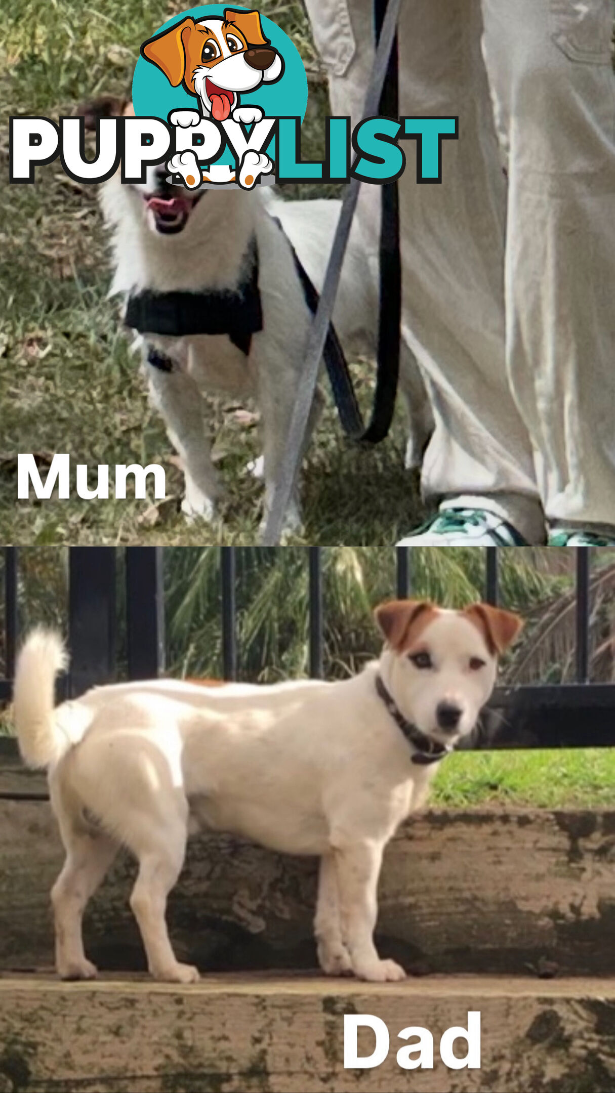 Jack Russell Puppies