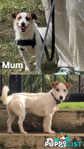Jack Russell Puppies