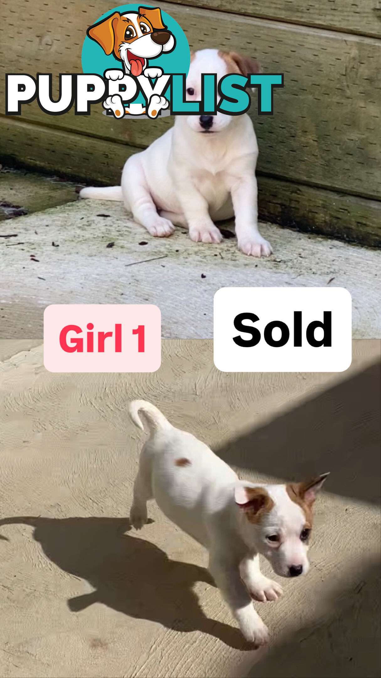 Jack Russell Puppies