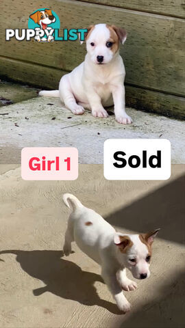 Jack Russell Puppies