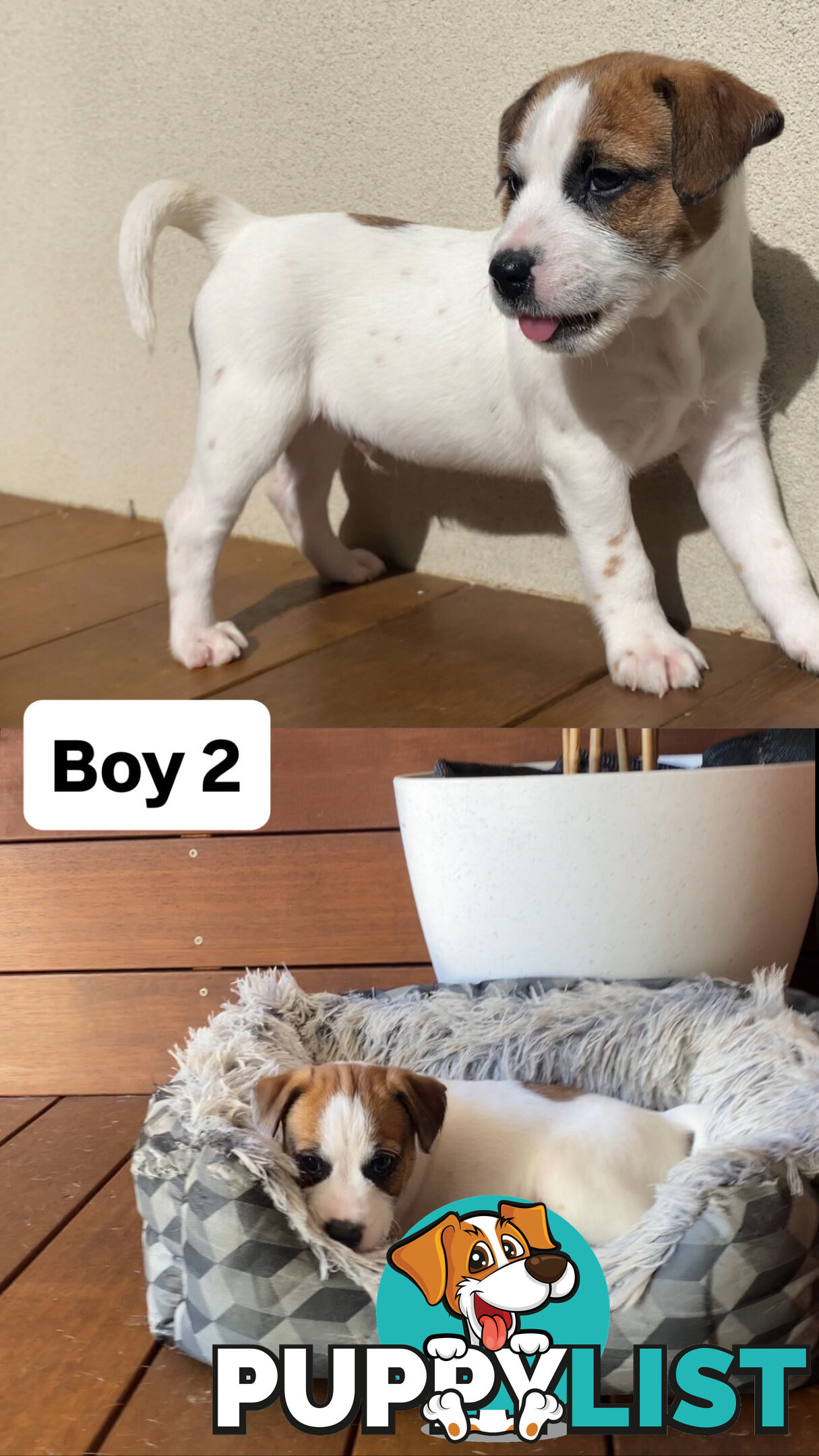 Jack Russell Puppies