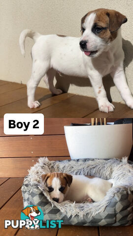 Jack Russell Puppies
