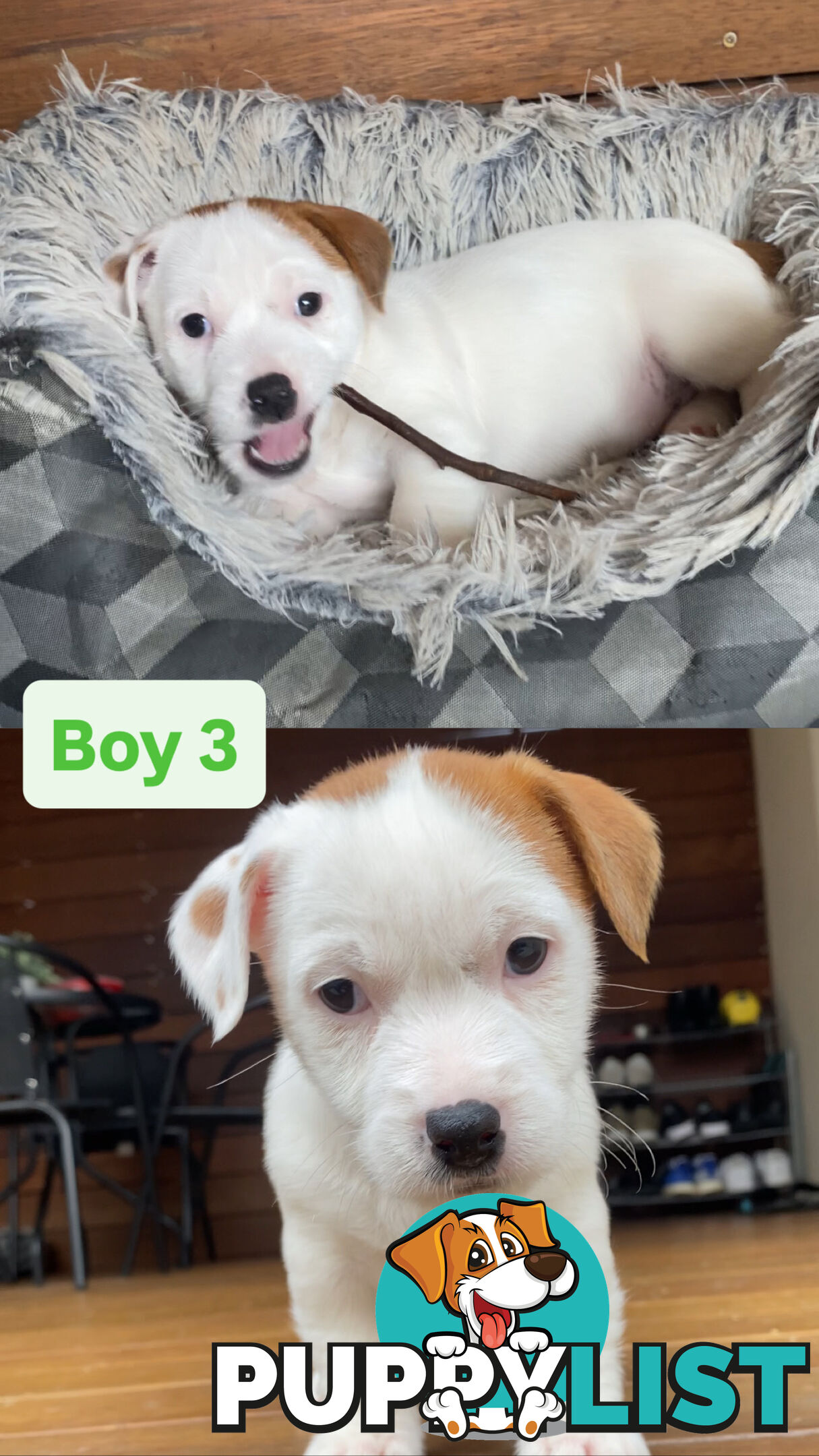 Jack Russell Puppies