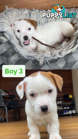Jack Russell Puppies