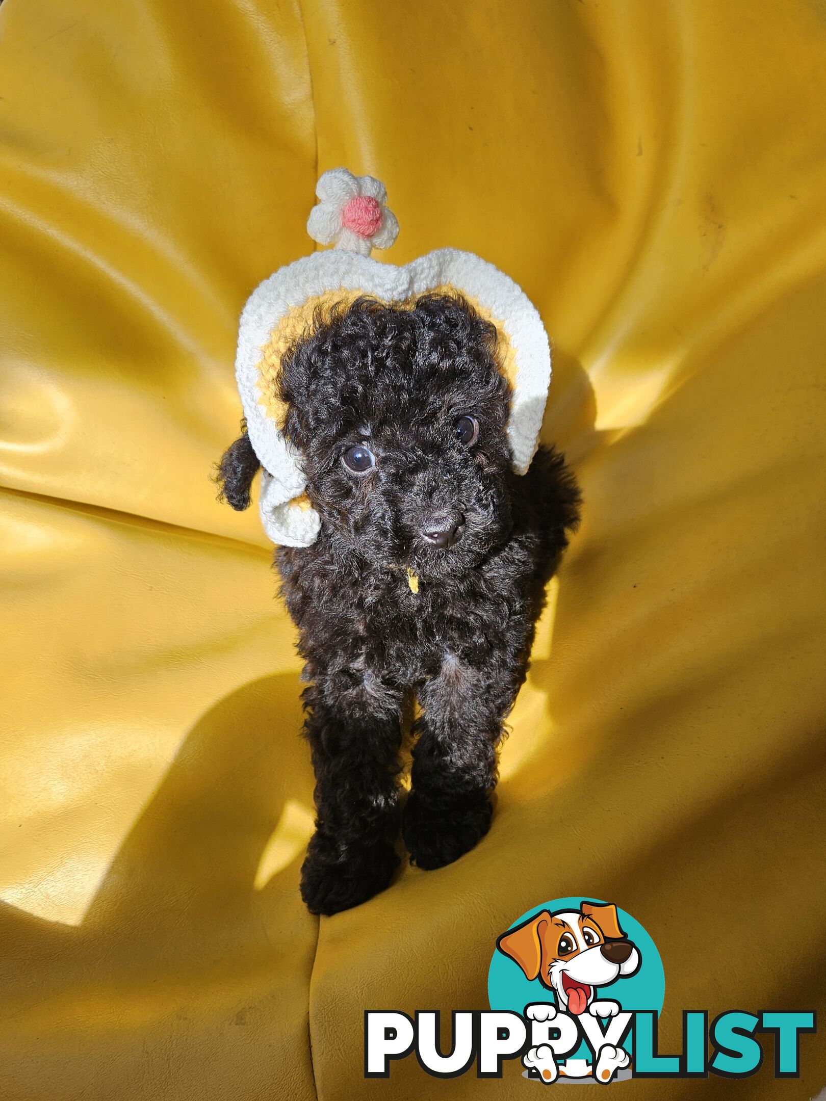 Purebred Toy Poodles✨️