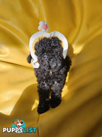 Purebred Toy Poodles✨️