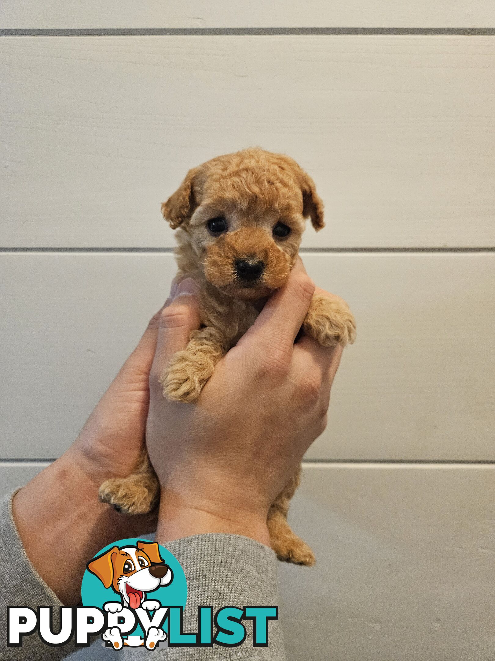 Purebred Toy Poodles✨️