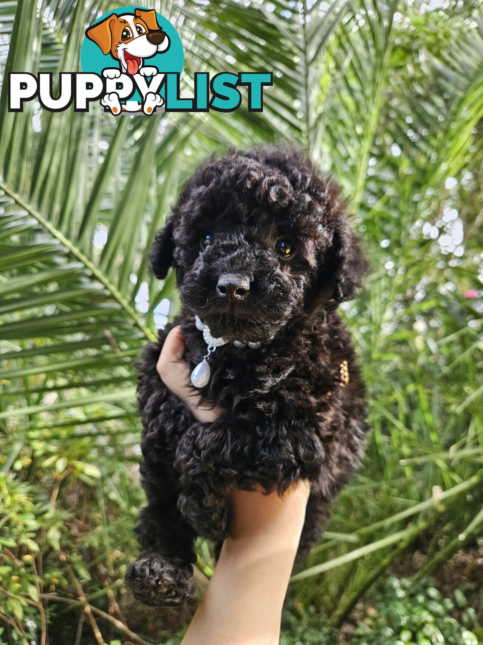 Purebred Toy Poodles✨️