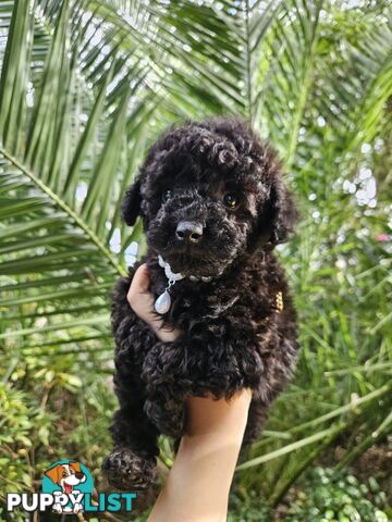 Purebred Toy Poodles✨️