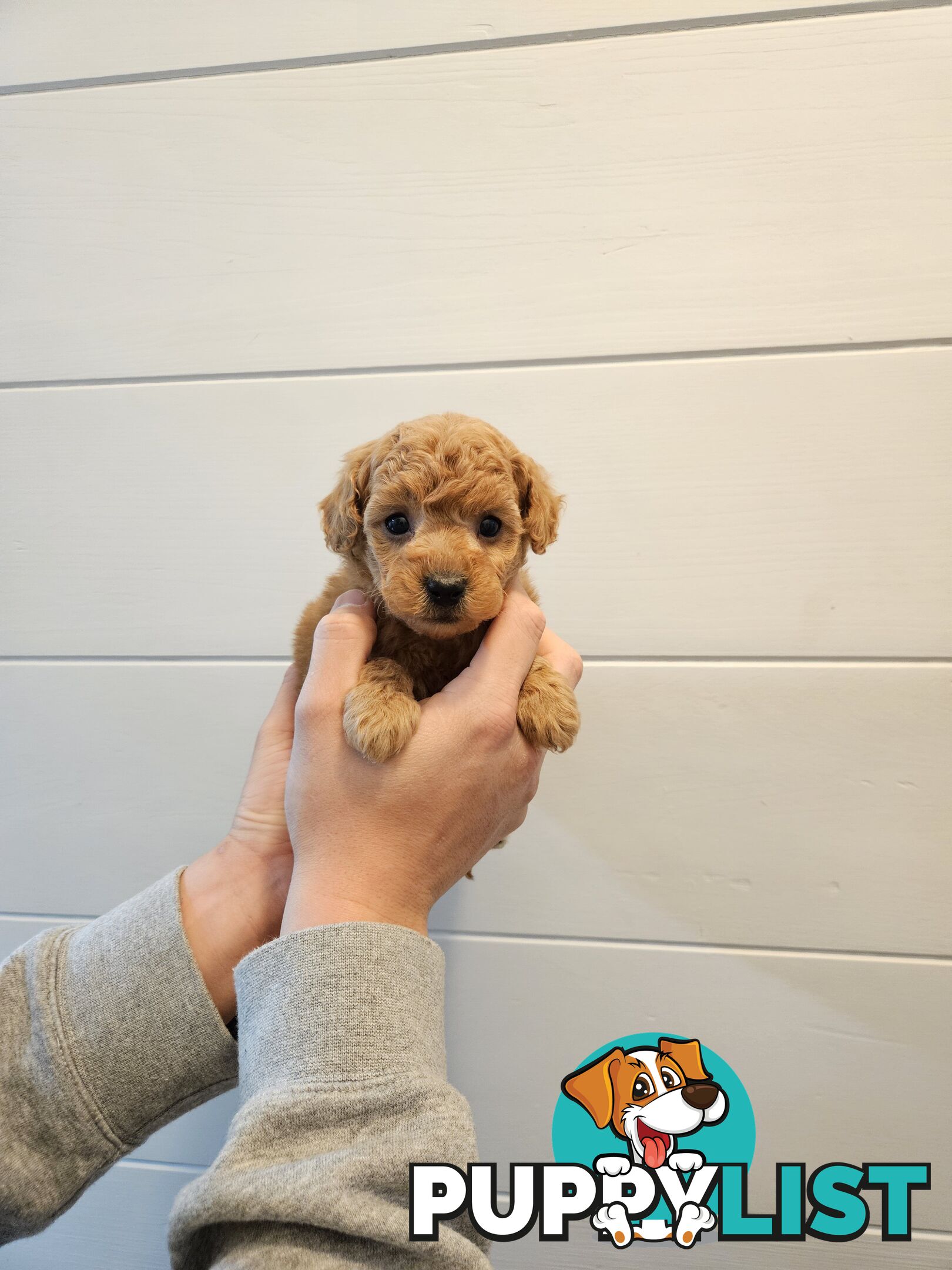 Purebred Toy Poodles✨️