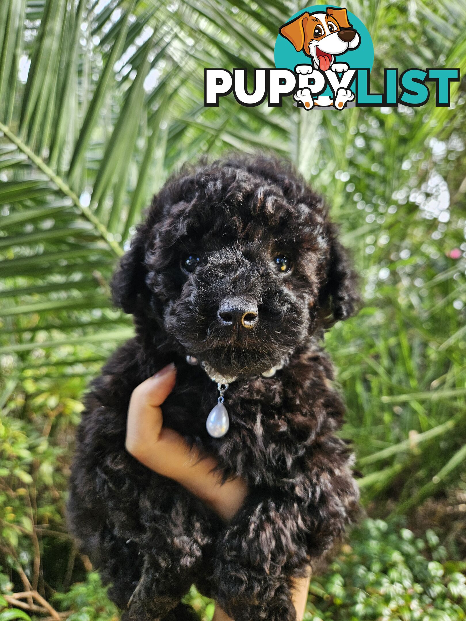 Purebred Toy Poodles✨️