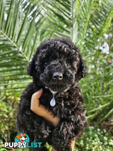 Purebred Toy Poodles✨️