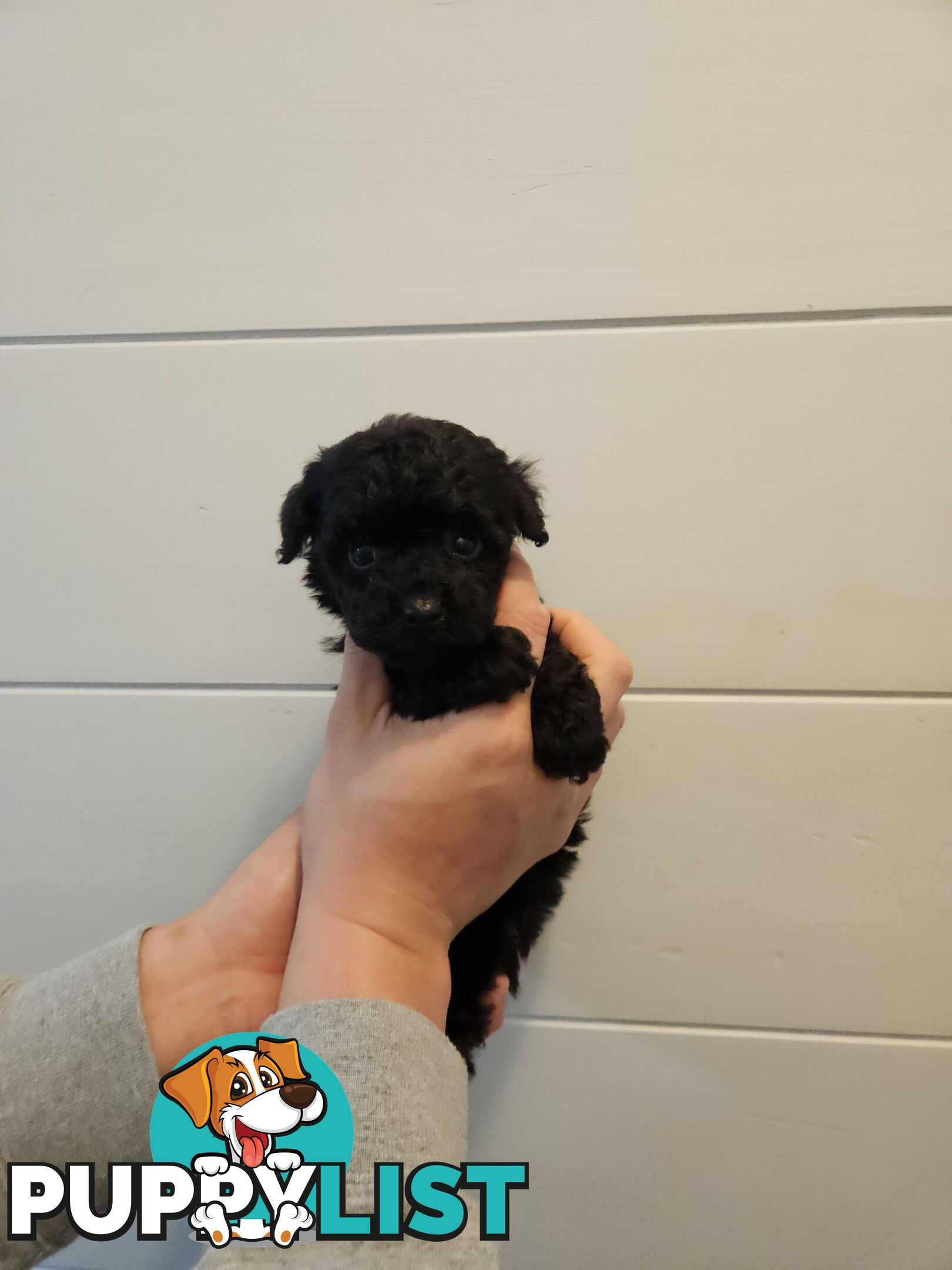 Purebred Toy Poodles✨️