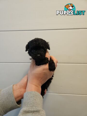 Purebred Toy Poodles✨️