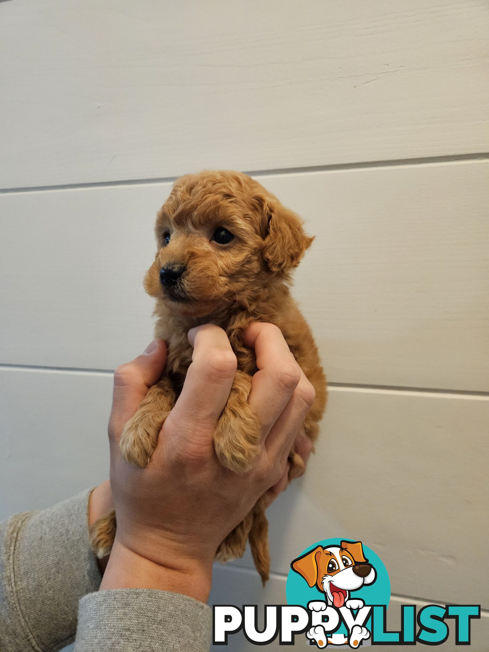 Purebred Toy Poodles✨️