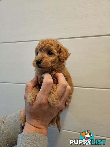 Purebred Toy Poodles✨️