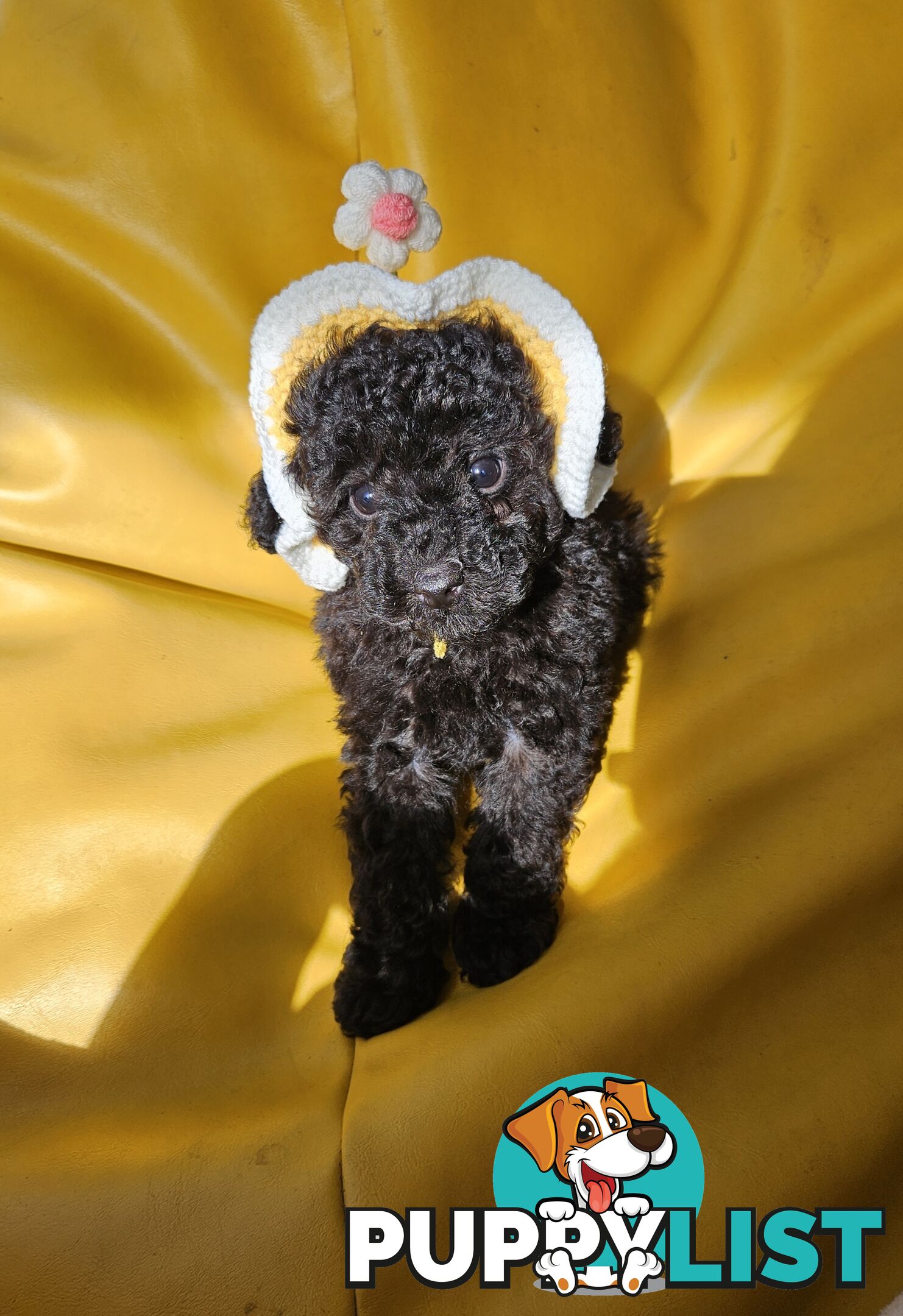 Purebred Toy Poodles✨️