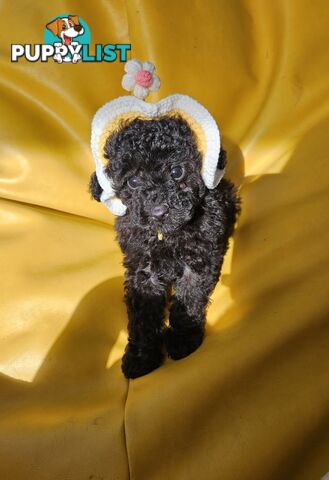 Purebred Toy Poodles✨️