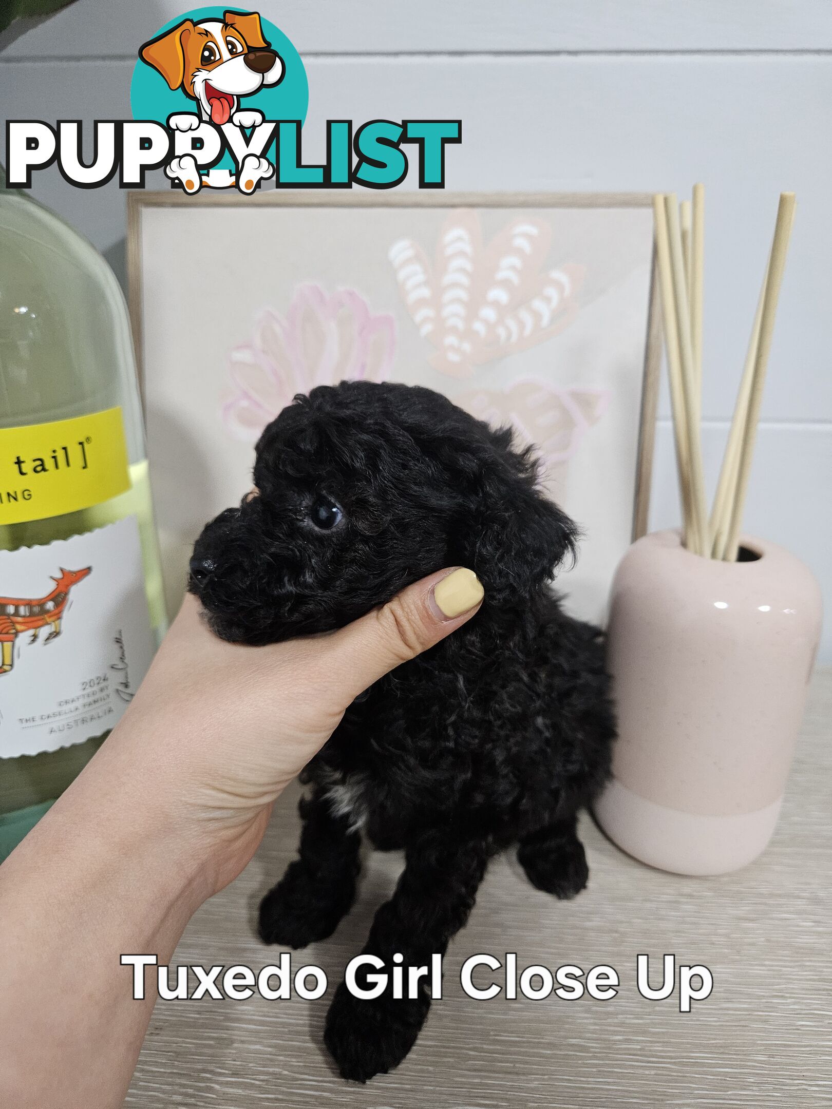 Purebred Toy Poodles✨️