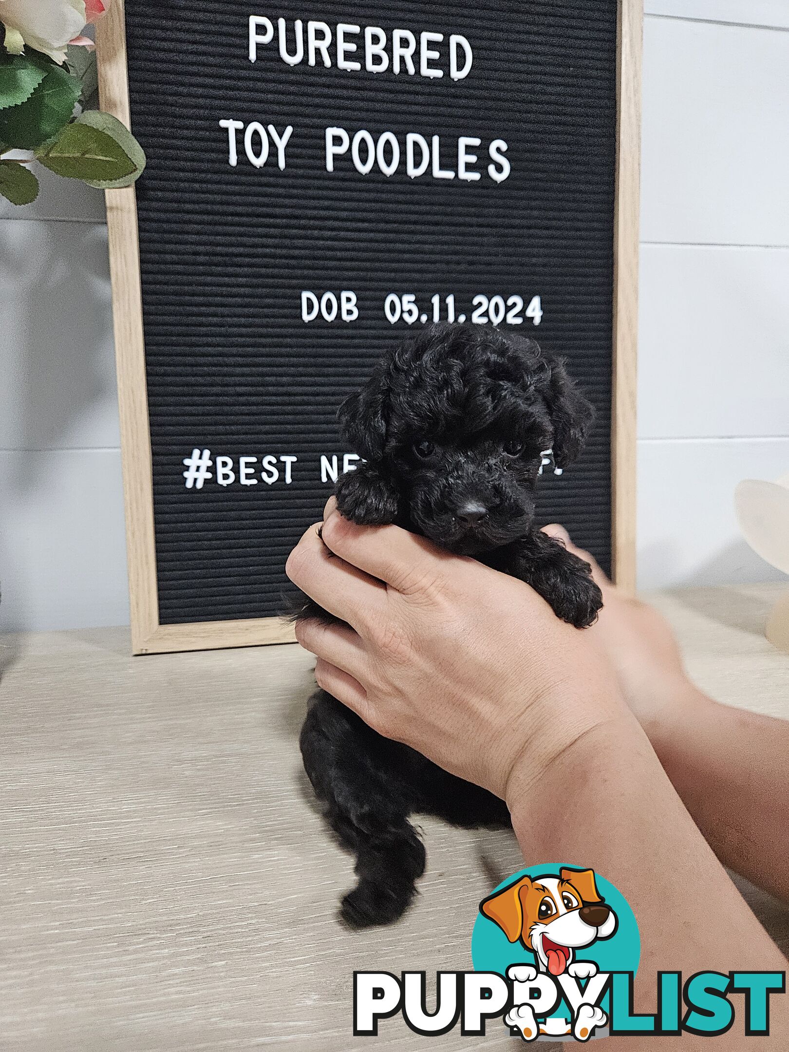 Purebred Toy Poodles✨️