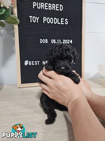 Purebred Toy Poodles✨️