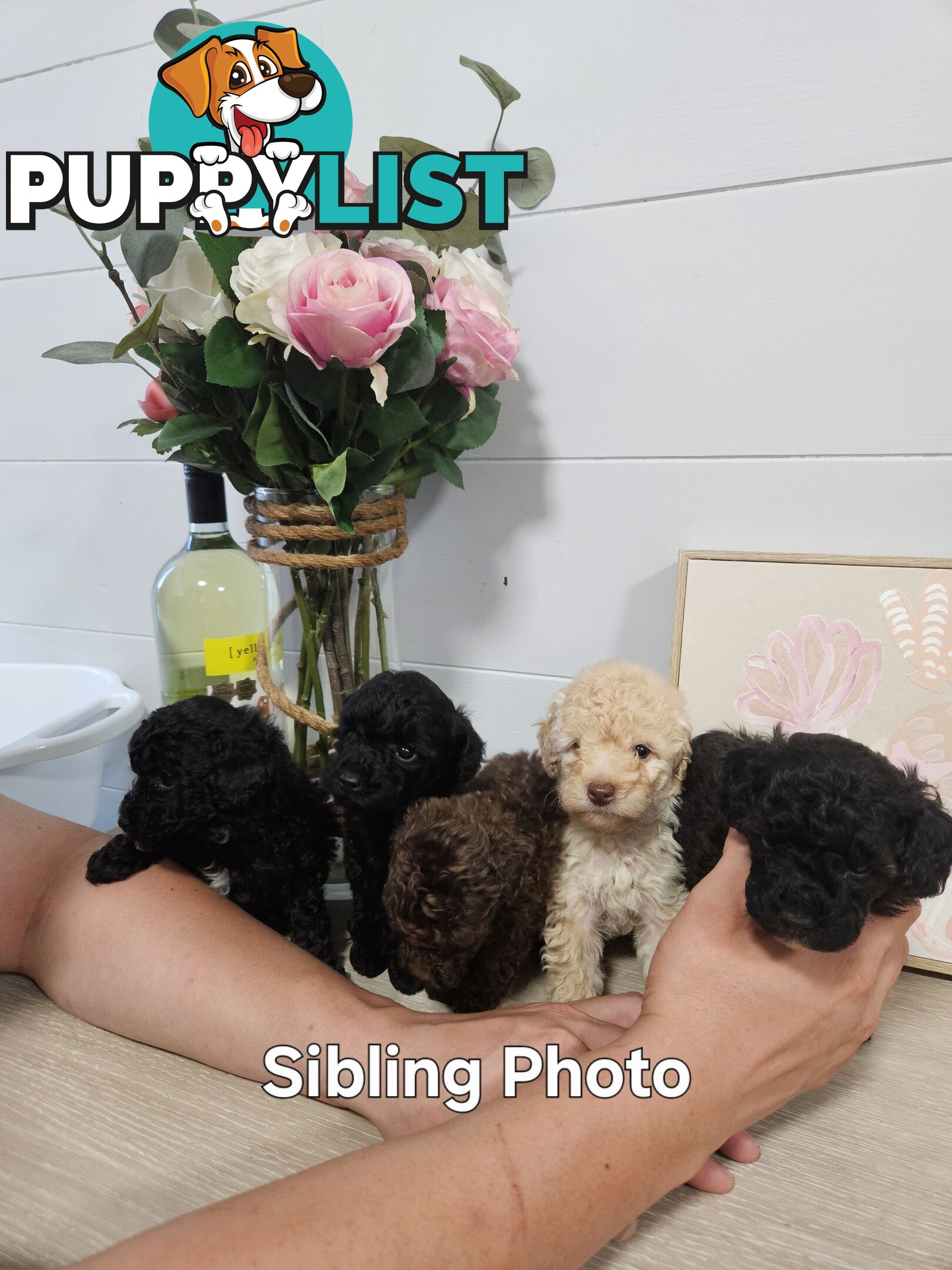 Purebred Toy Poodles✨️