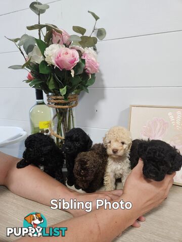 Purebred Toy Poodles✨️