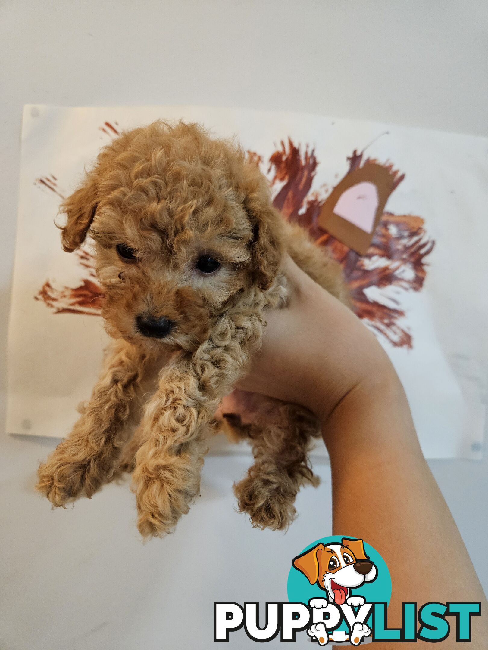 Purebred Toy Poodles✨️