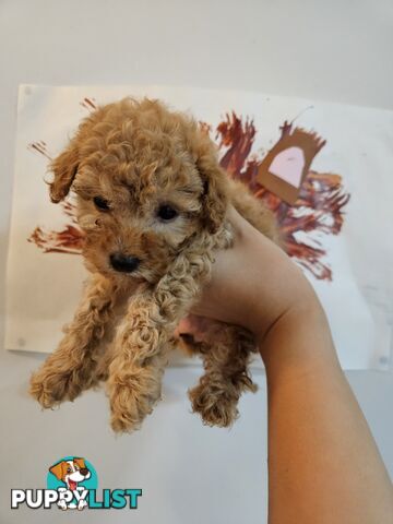 Purebred Toy Poodles✨️
