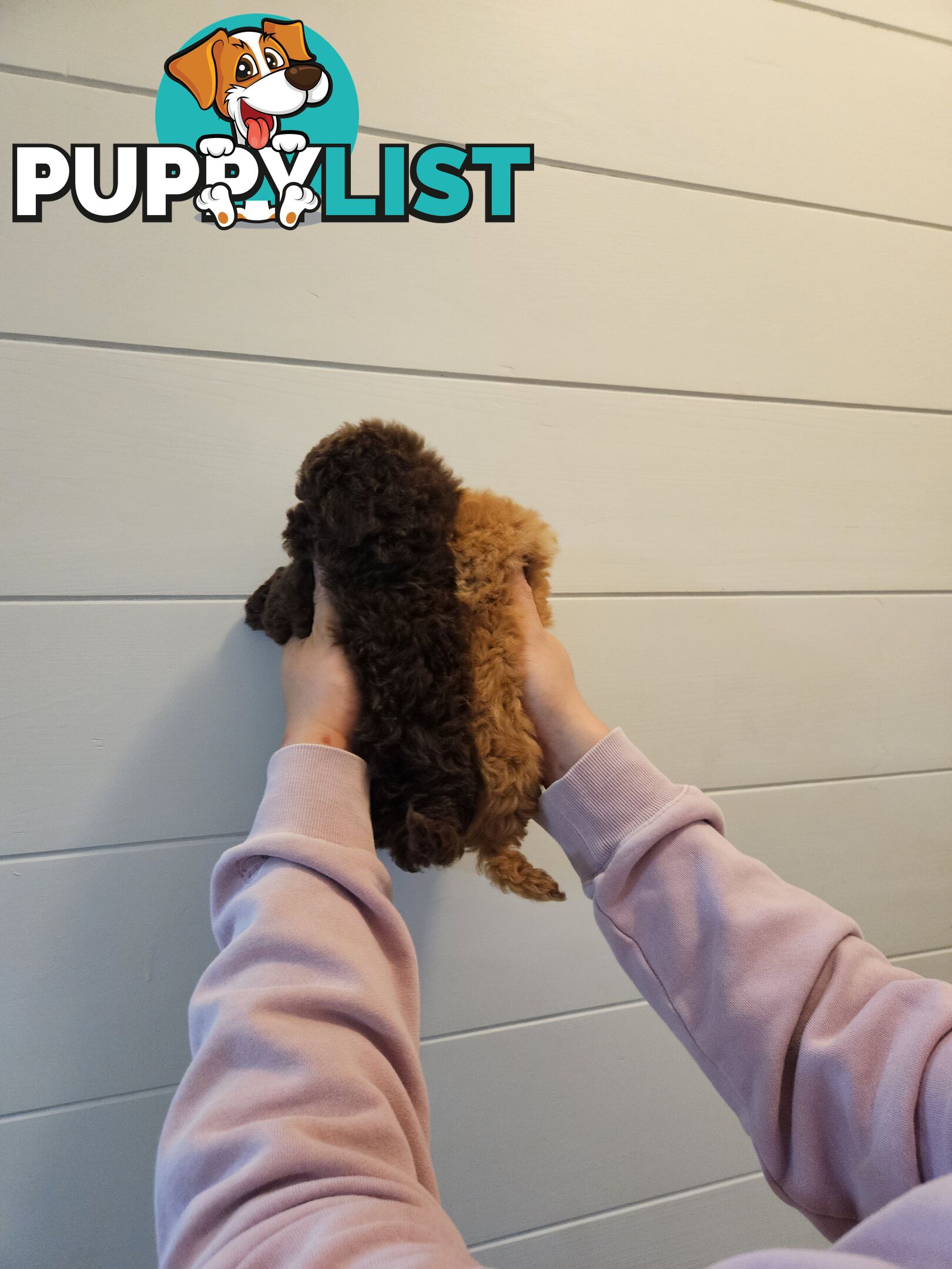 Purebred Toy Poodles✨️