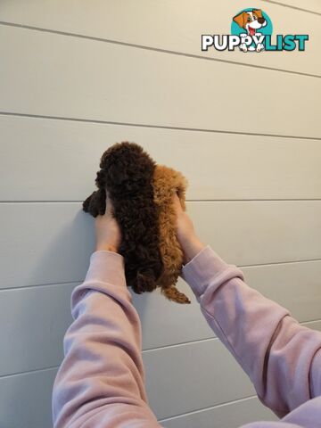 Purebred Toy Poodles✨️