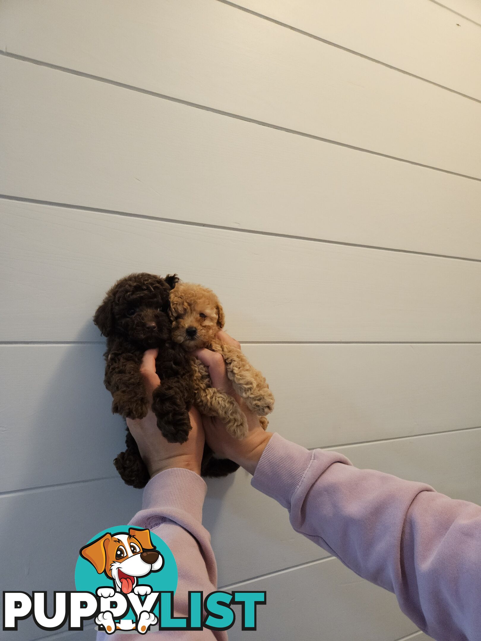 Purebred Toy Poodles✨️
