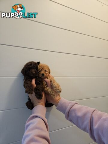 Purebred Toy Poodles✨️