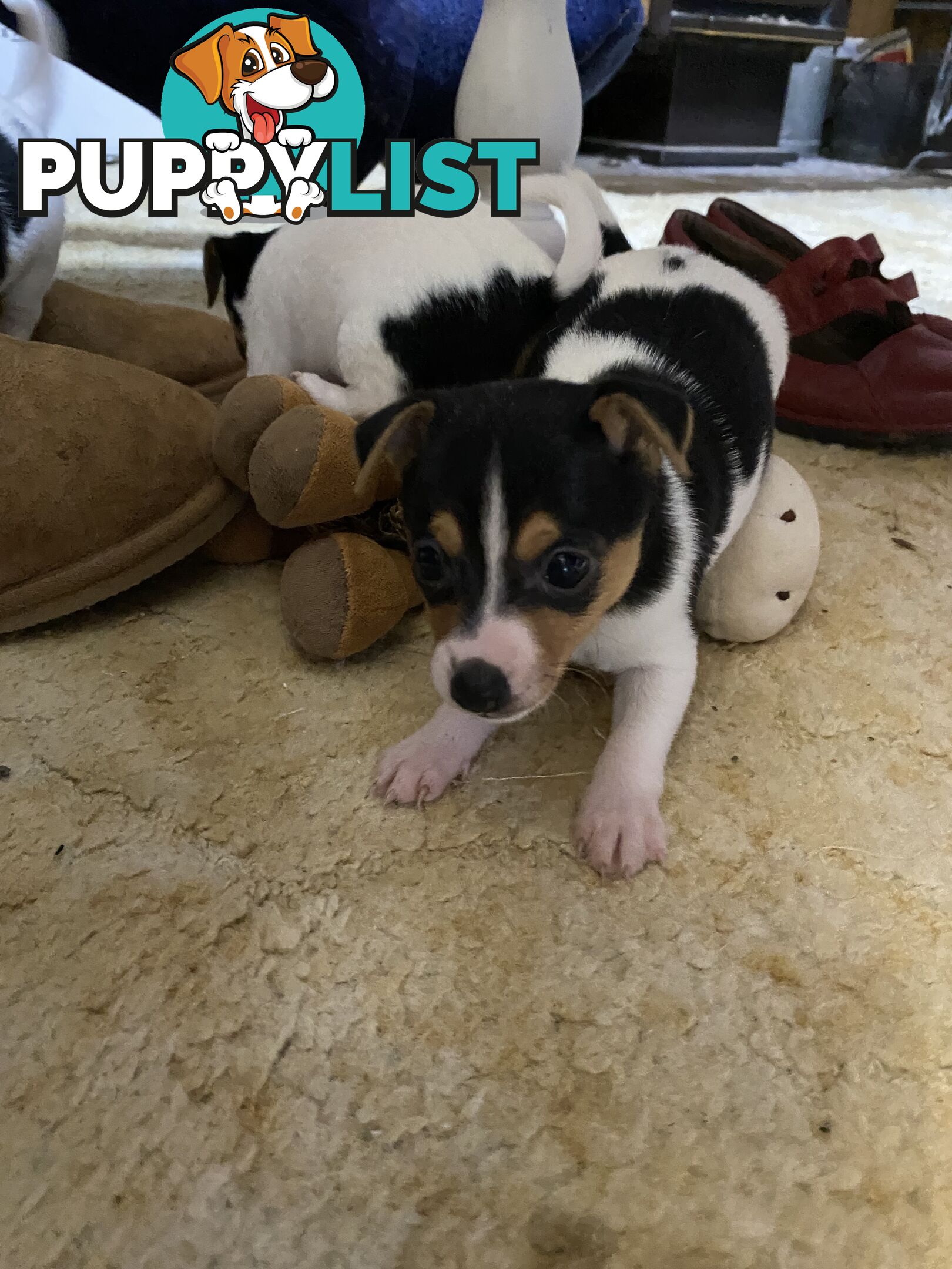 Puppies for Sale - Fox Terrier Black, White &Tan