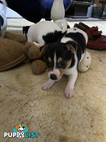 Puppies for Sale - Fox Terrier Black, White &Tan