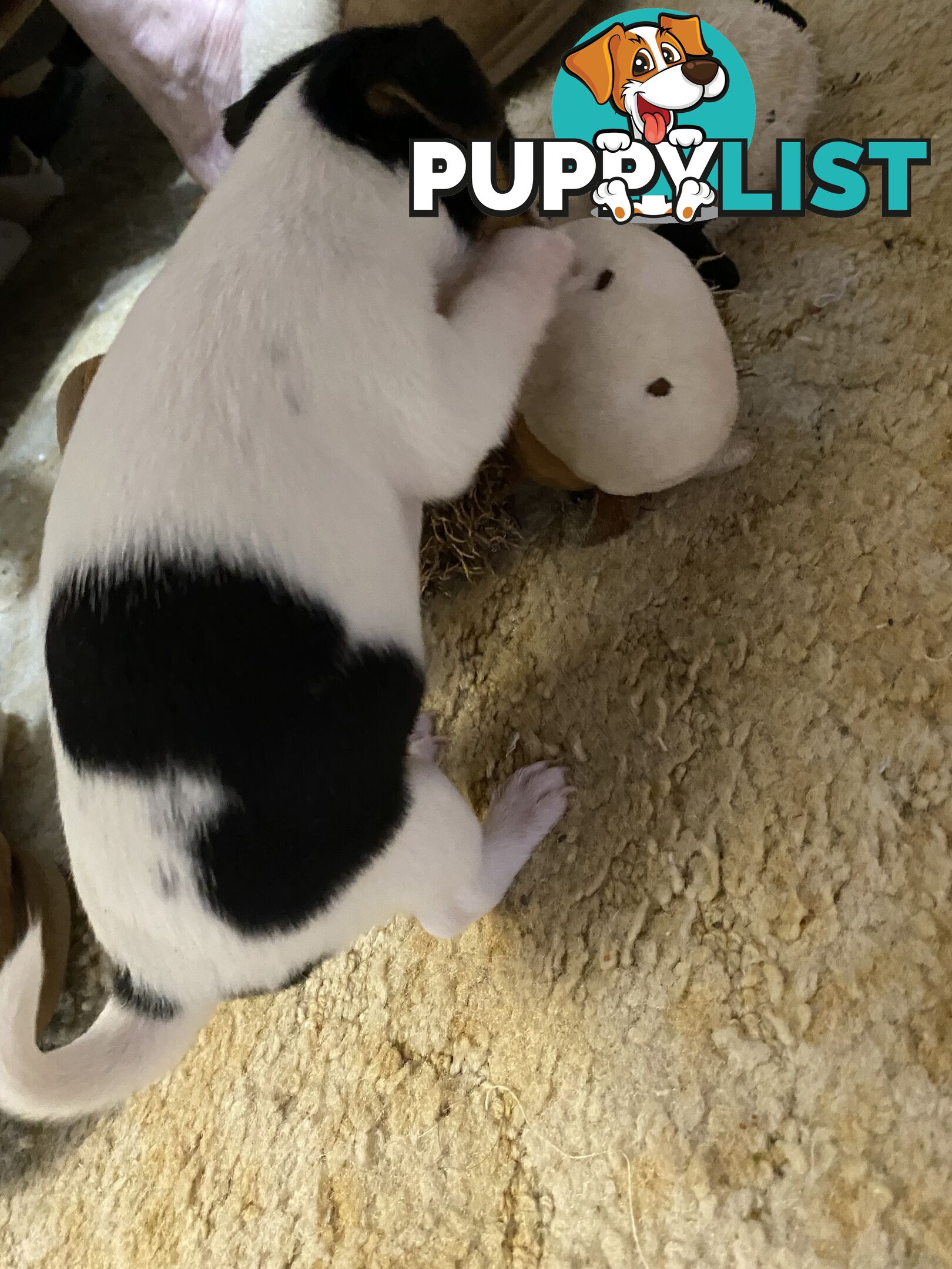 Puppies for Sale - Fox Terrier Black, White &Tan