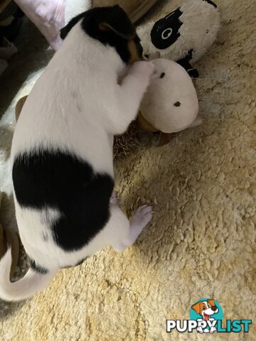 Puppies for Sale - Fox Terrier Black, White &Tan