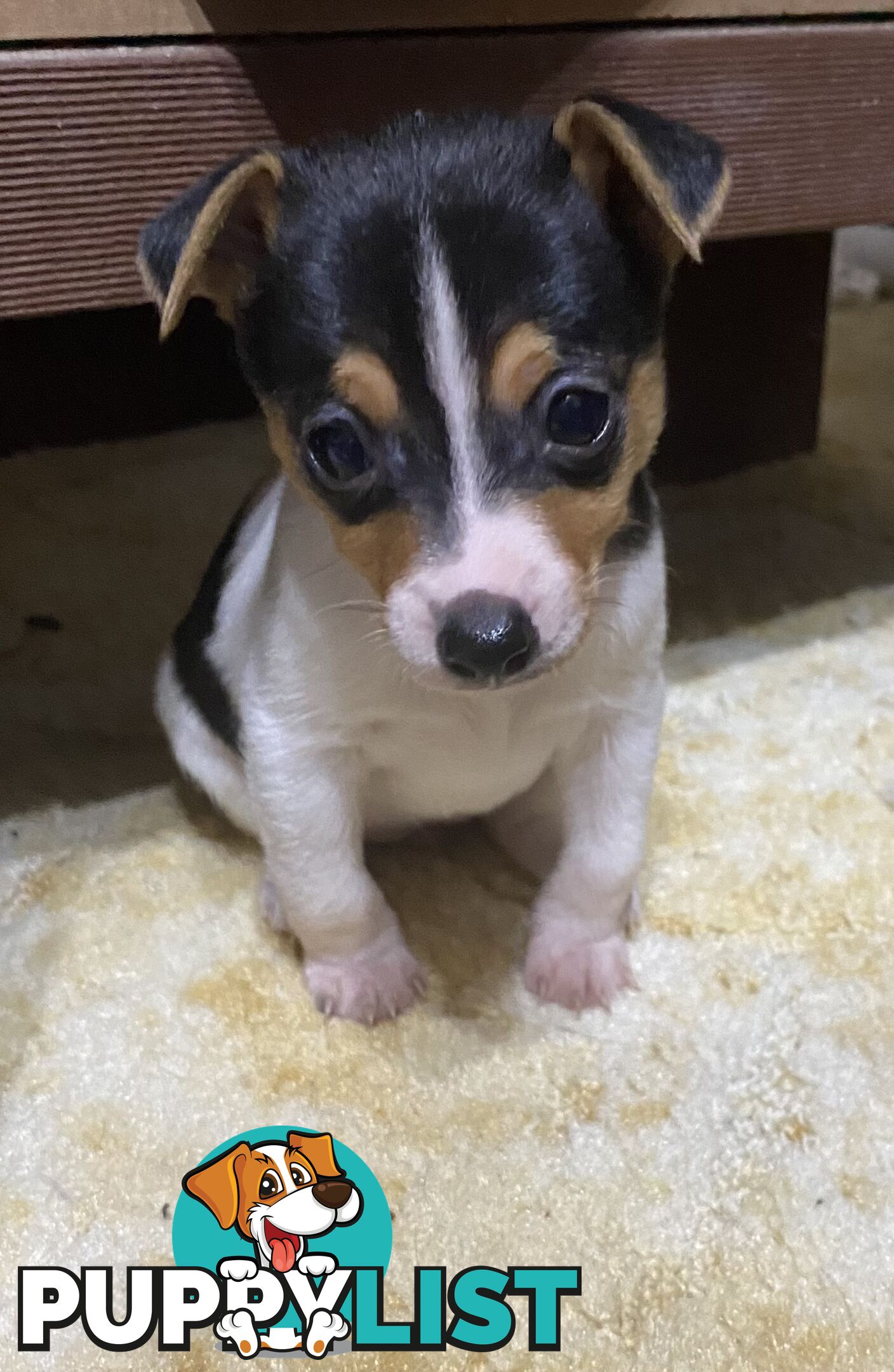 Puppies for Sale - Fox Terrier Black, White &Tan