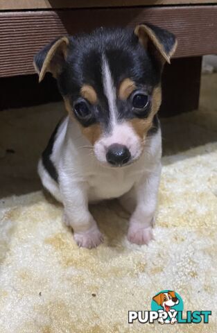 Puppies for Sale - Fox Terrier Black, White &Tan