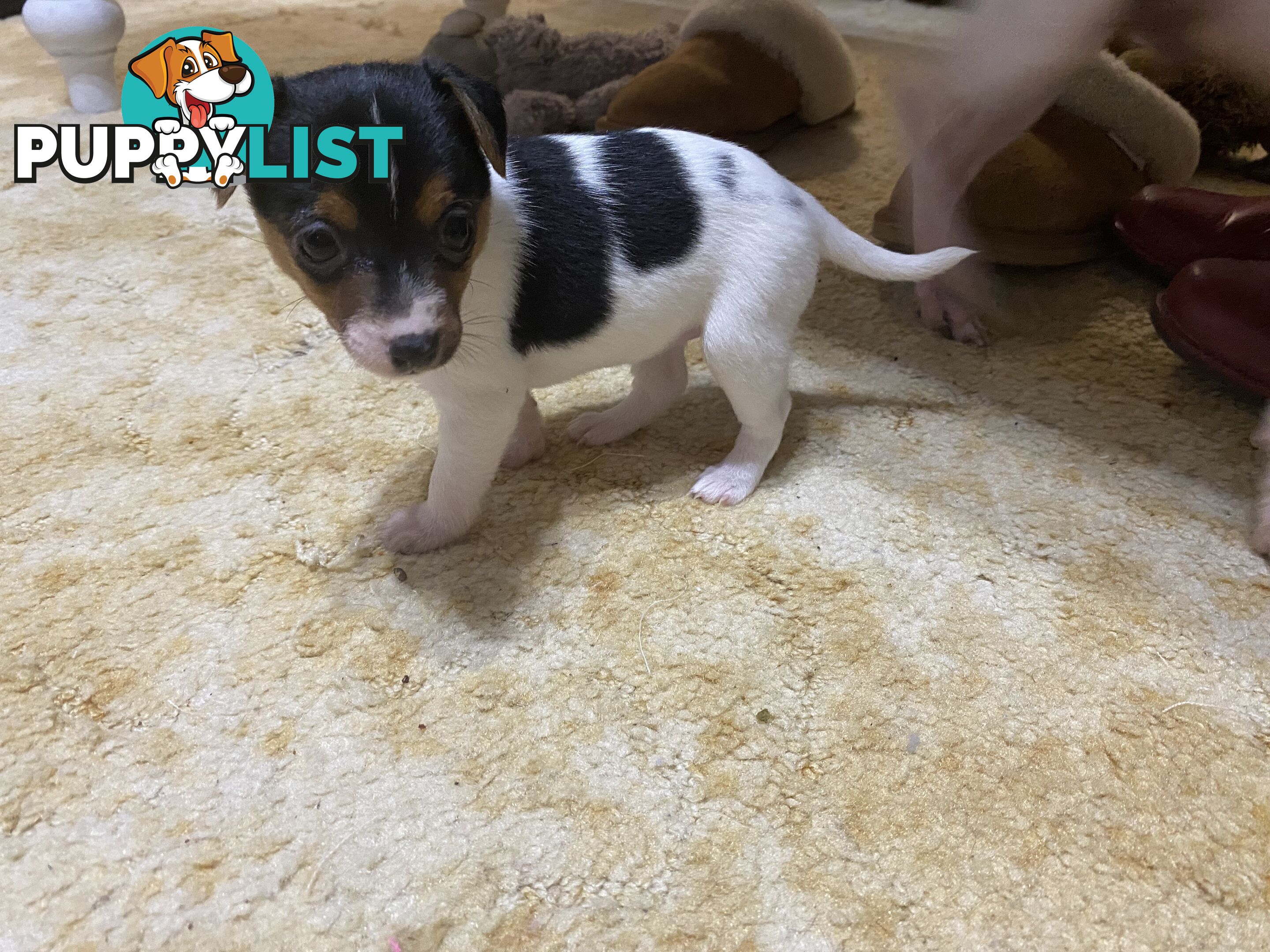 Puppies for Sale - Fox Terrier Black, White &Tan